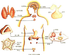 ‌凉山生殖健康男科医院治疗阳痿